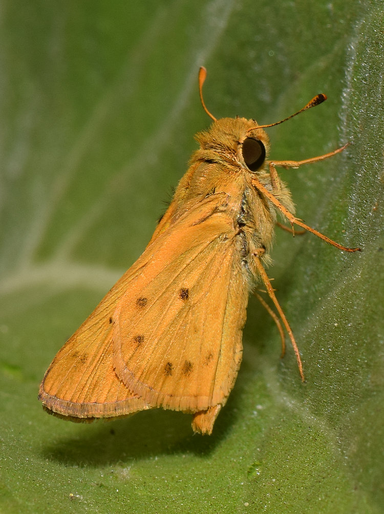 Skipper.jpg