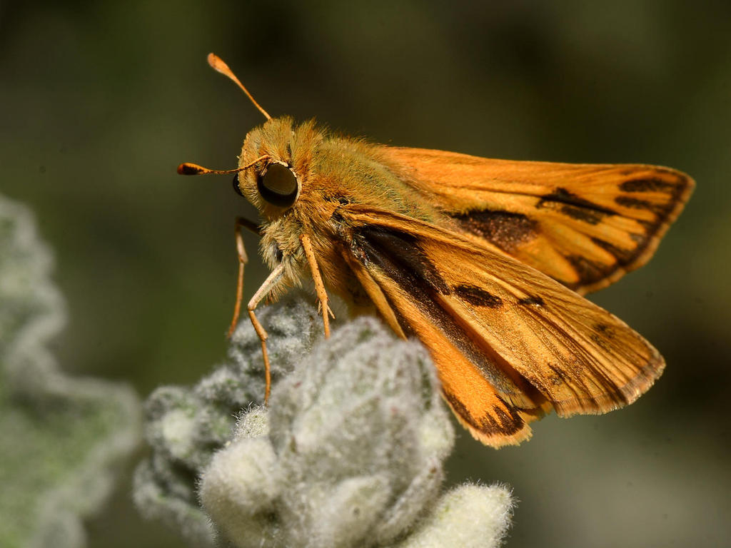 Skipper.jpg