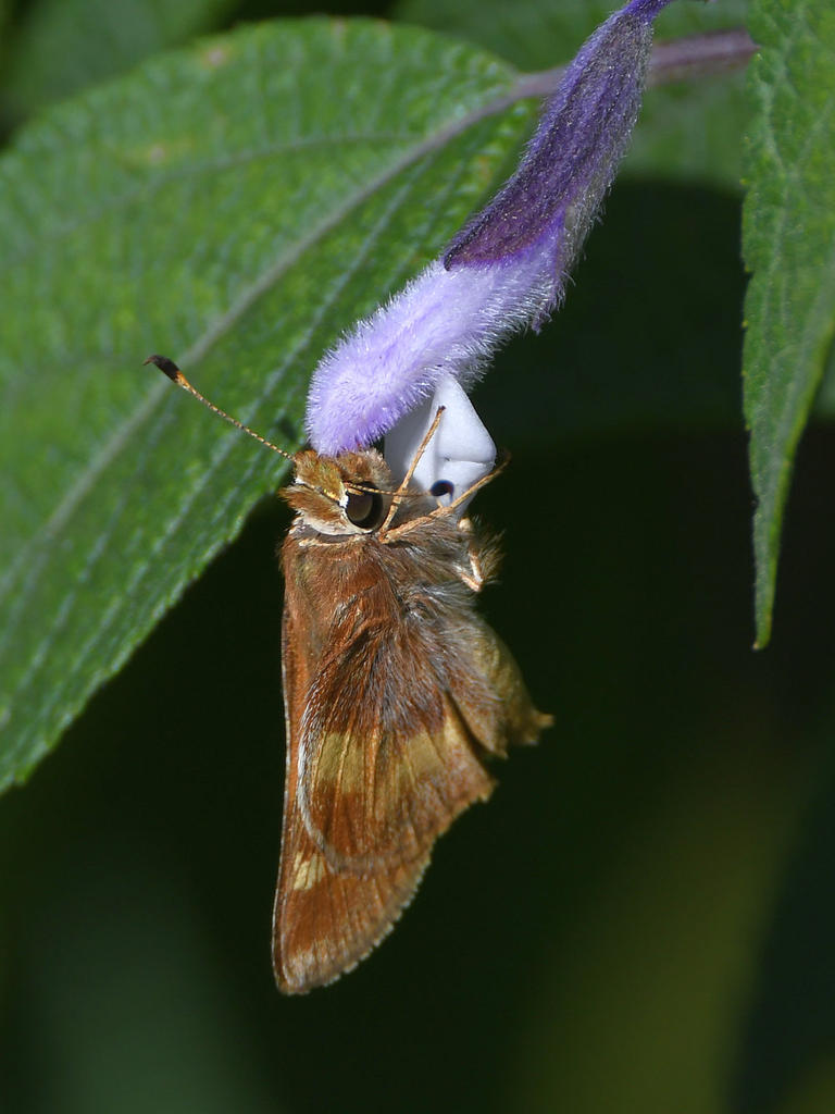 Skipper.jpg