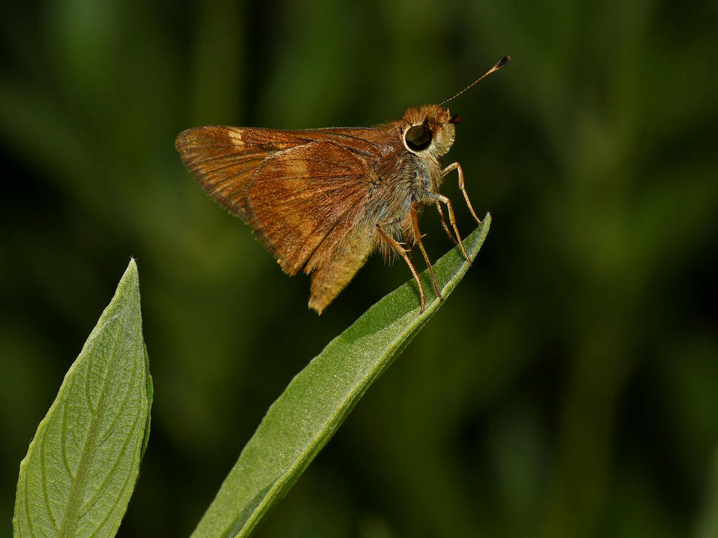 Skipper.jpg