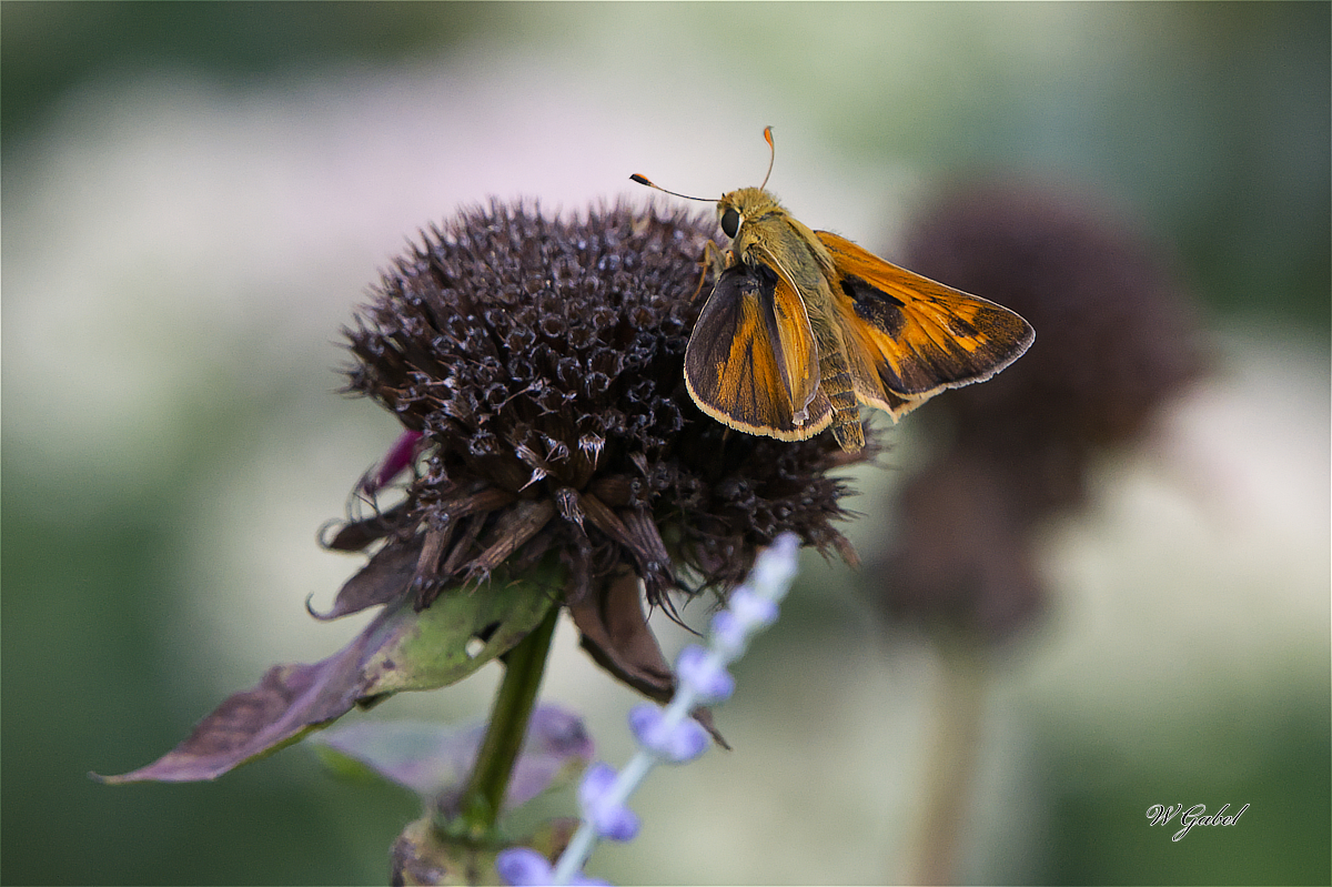 Skipper1659 sm.jpg