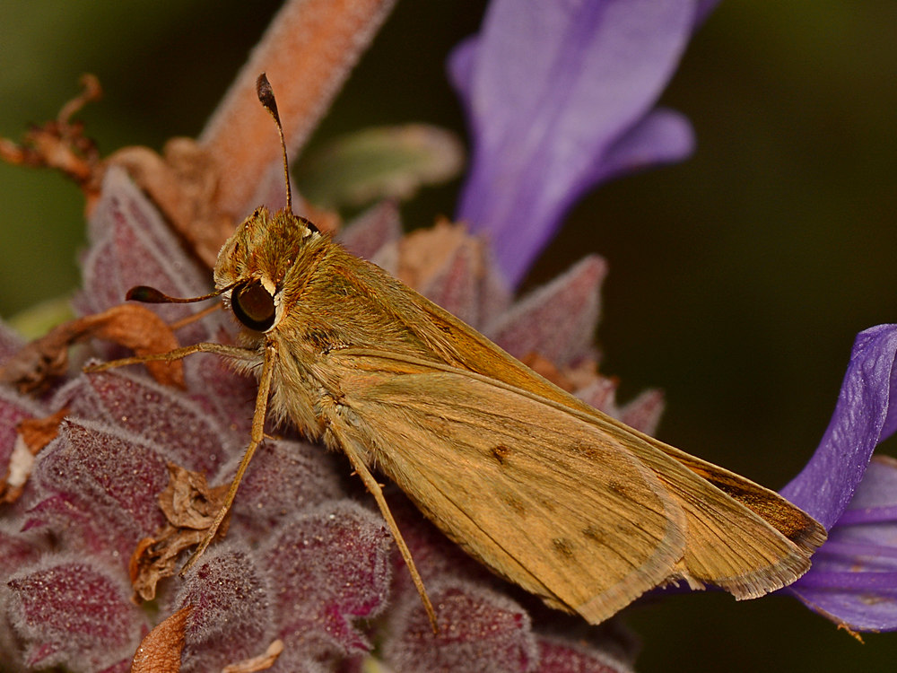 Skipper2.jpg