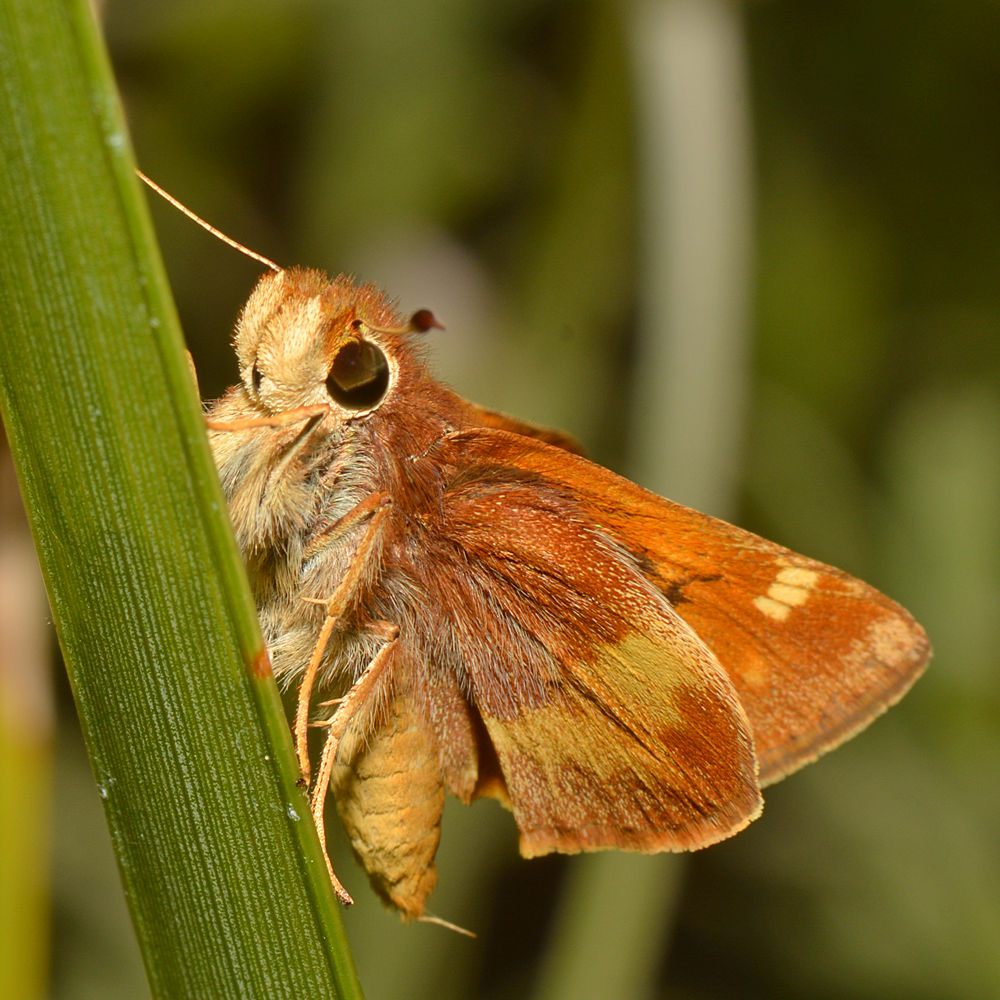 Skipper2.jpg