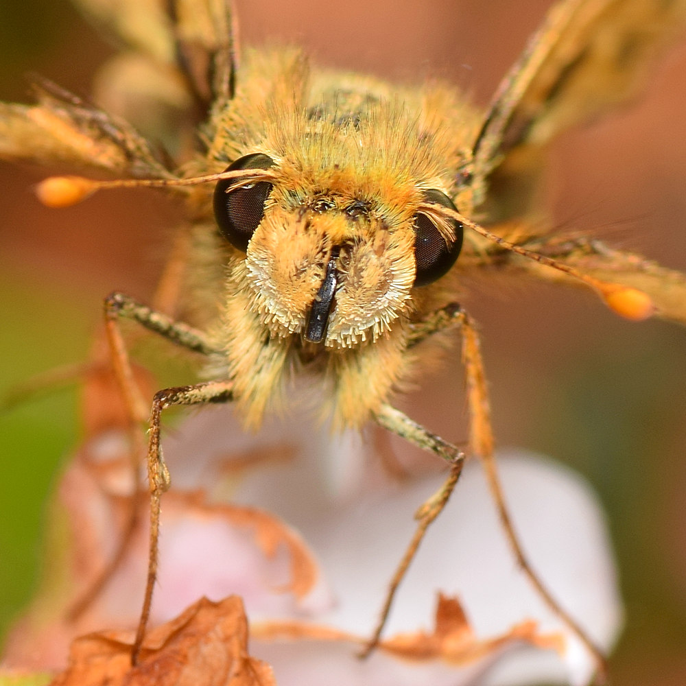 Skipper2.jpg