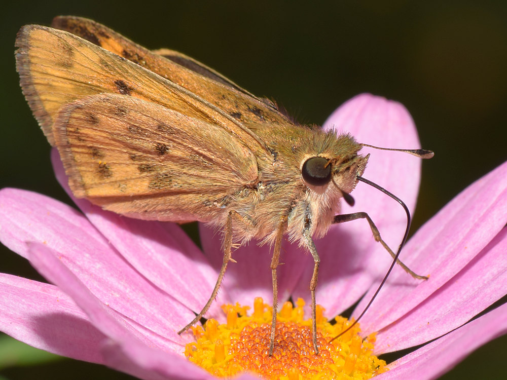 Skipper2.jpg