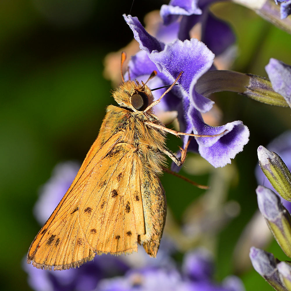 Skipper2.jpg