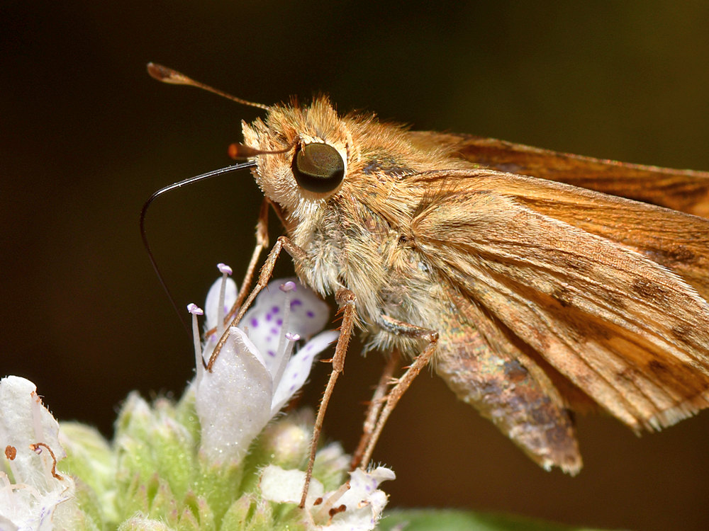 Skipper2.jpg
