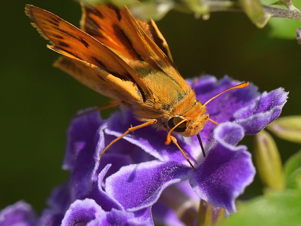 Skipper2.jpg