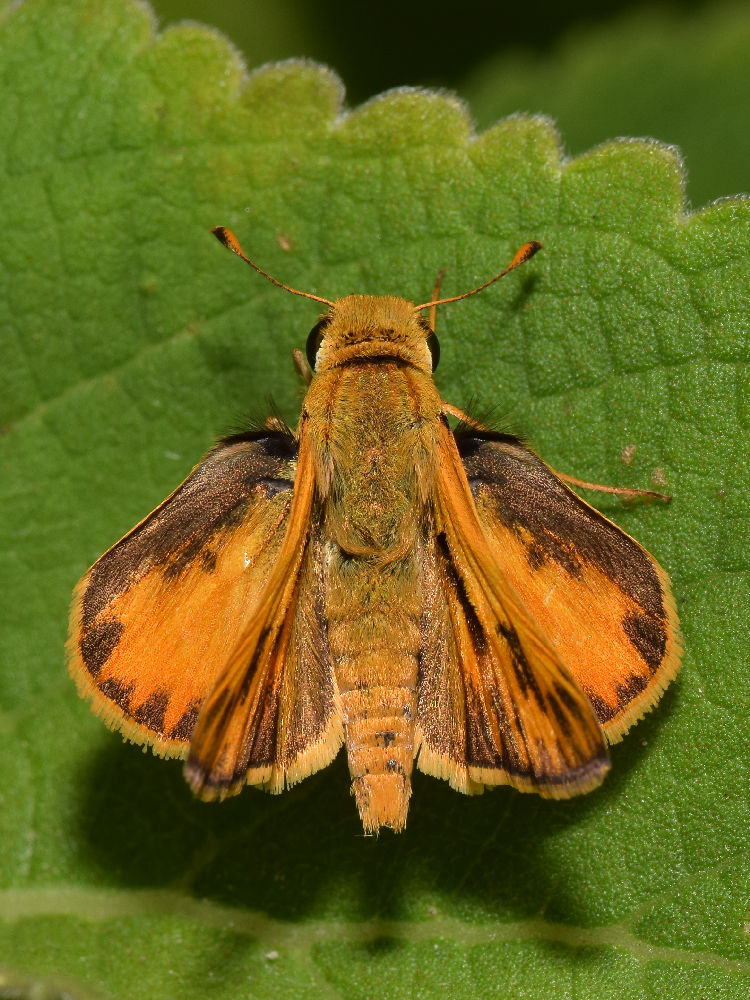 Skipper2.jpg