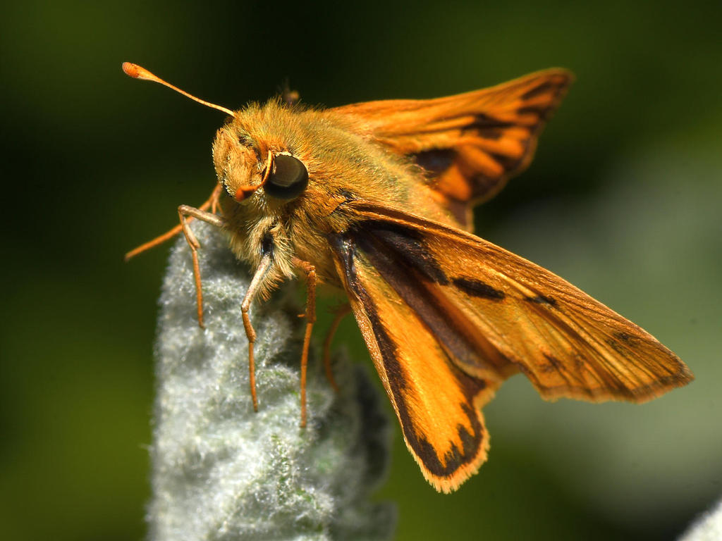 Skipper2.jpg
