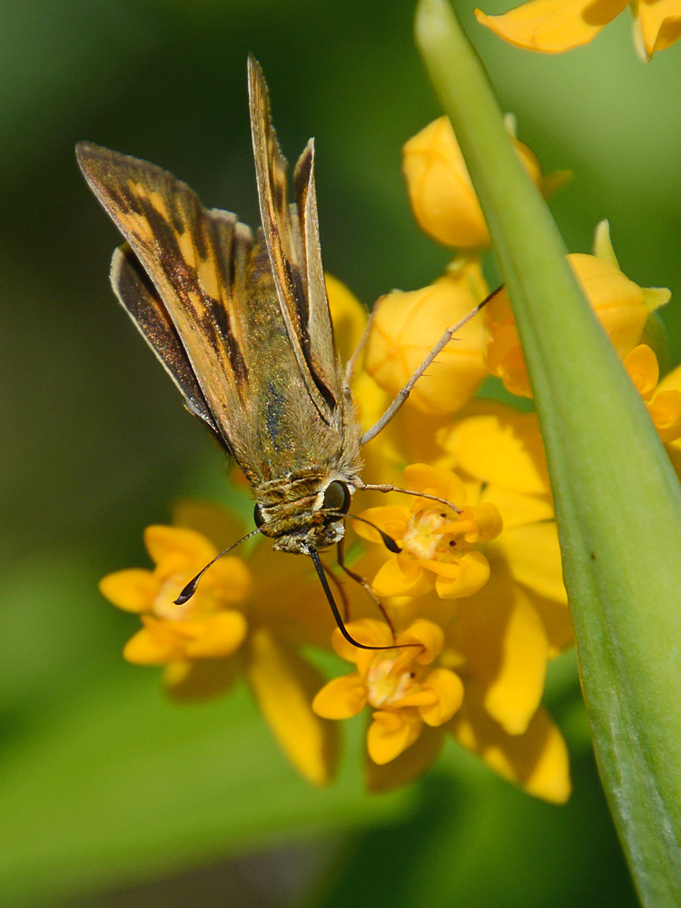 Skipper3.jpg