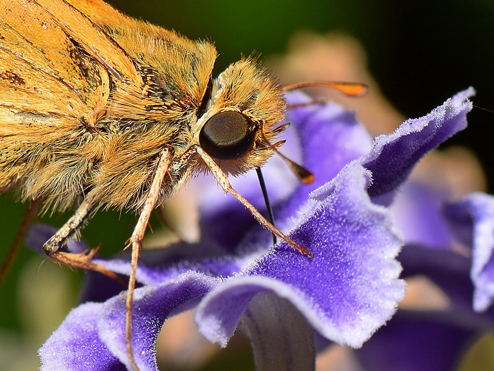 Skipper3.jpg