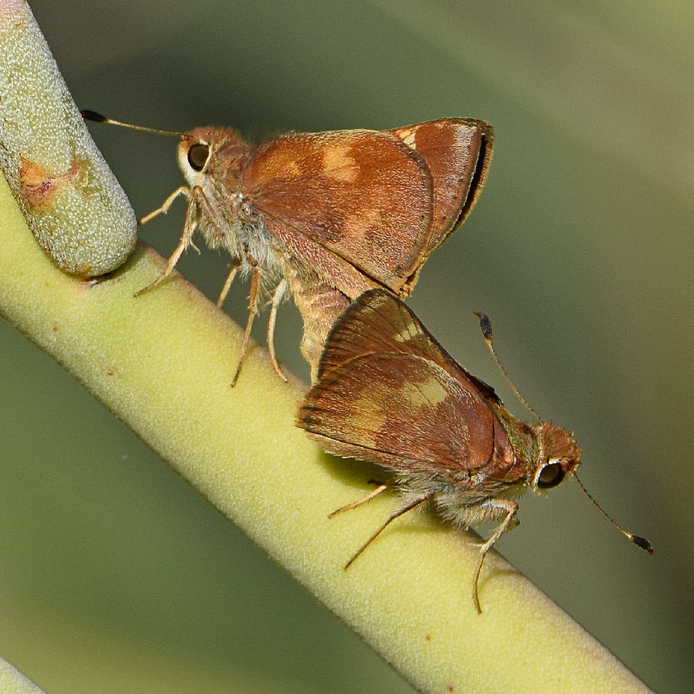 Skipper3.jpg