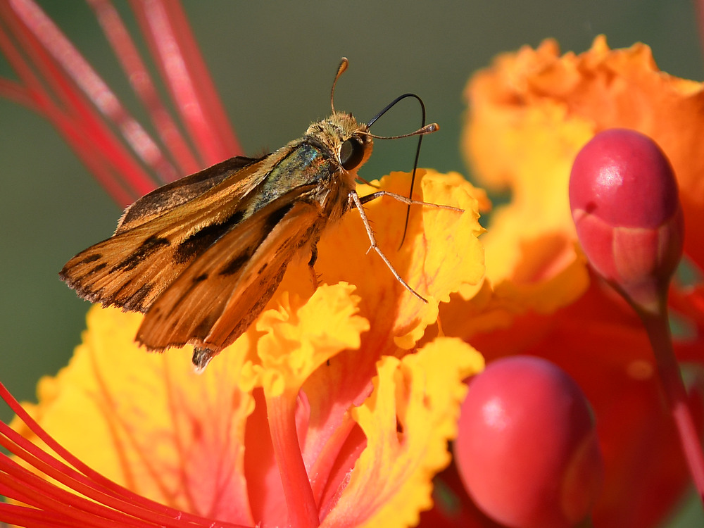 Skipper3.jpg