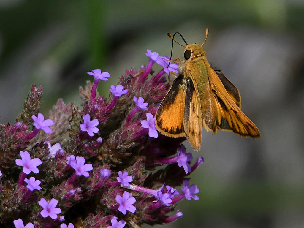Skipper3.jpg