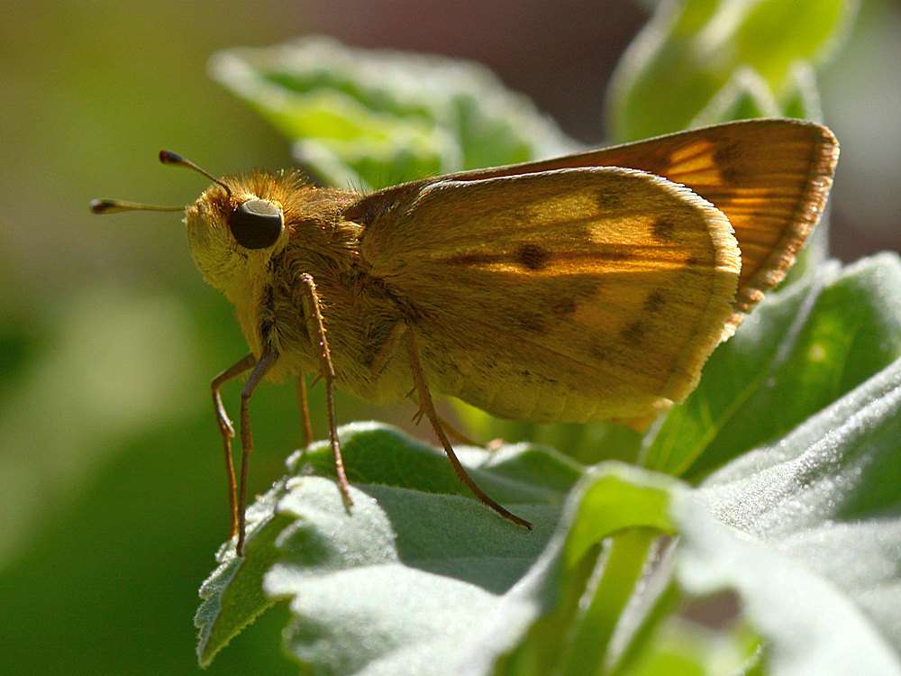 Skipper3.jpg
