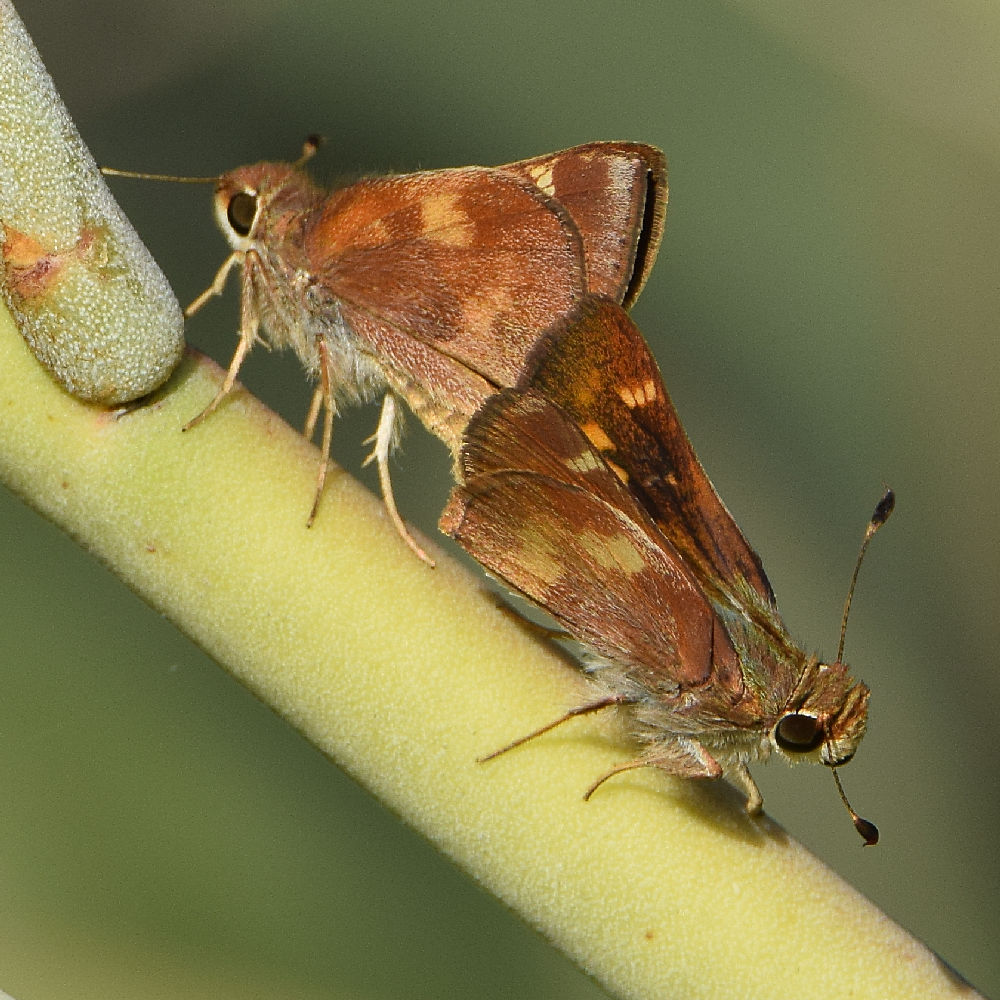 Skipper4.jpg