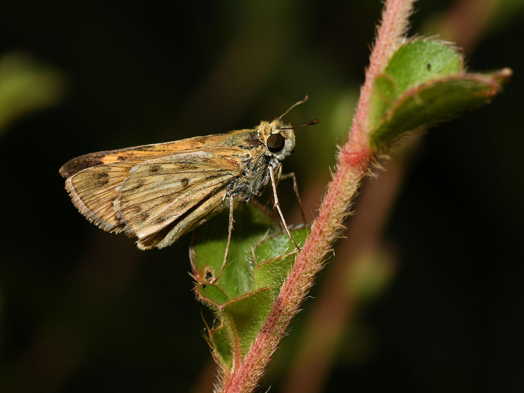 Skipper4.jpg