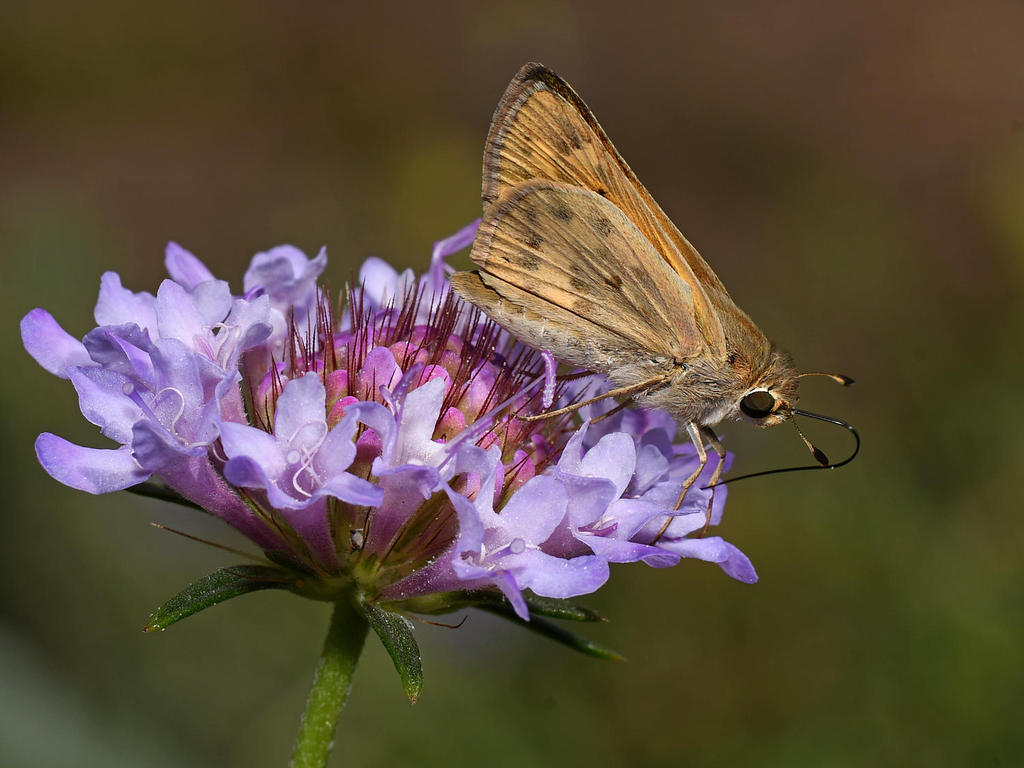 Skipper4.jpg