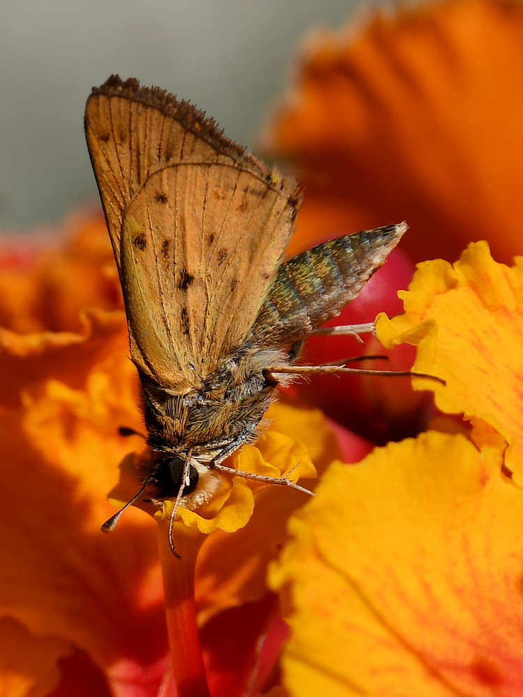 Skipper5.jpg