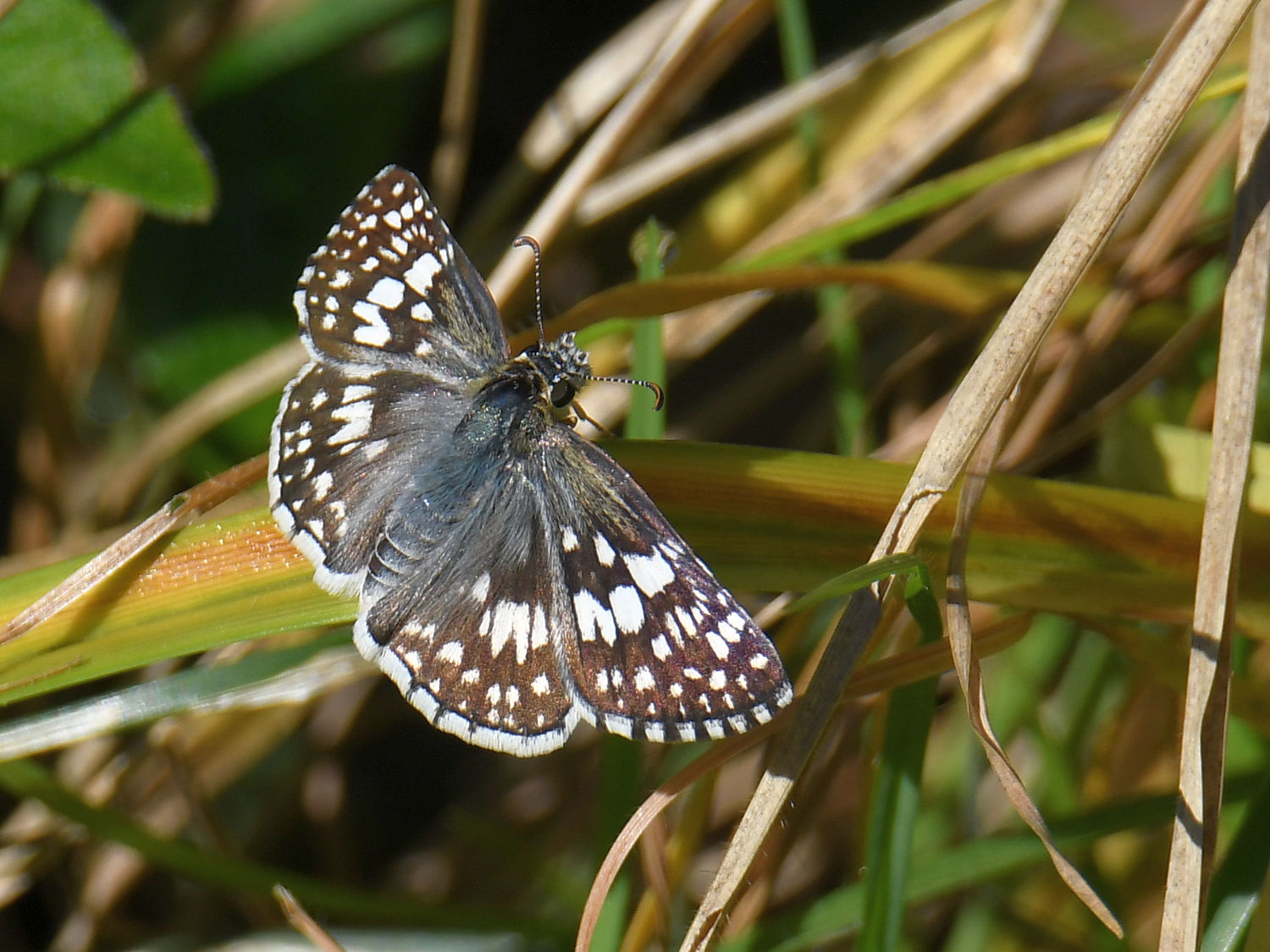 Skipper_2023_10_07.jpg