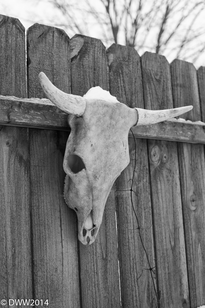 Skull.jpg