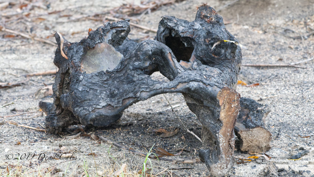 skull limb N 500_0502.jpg