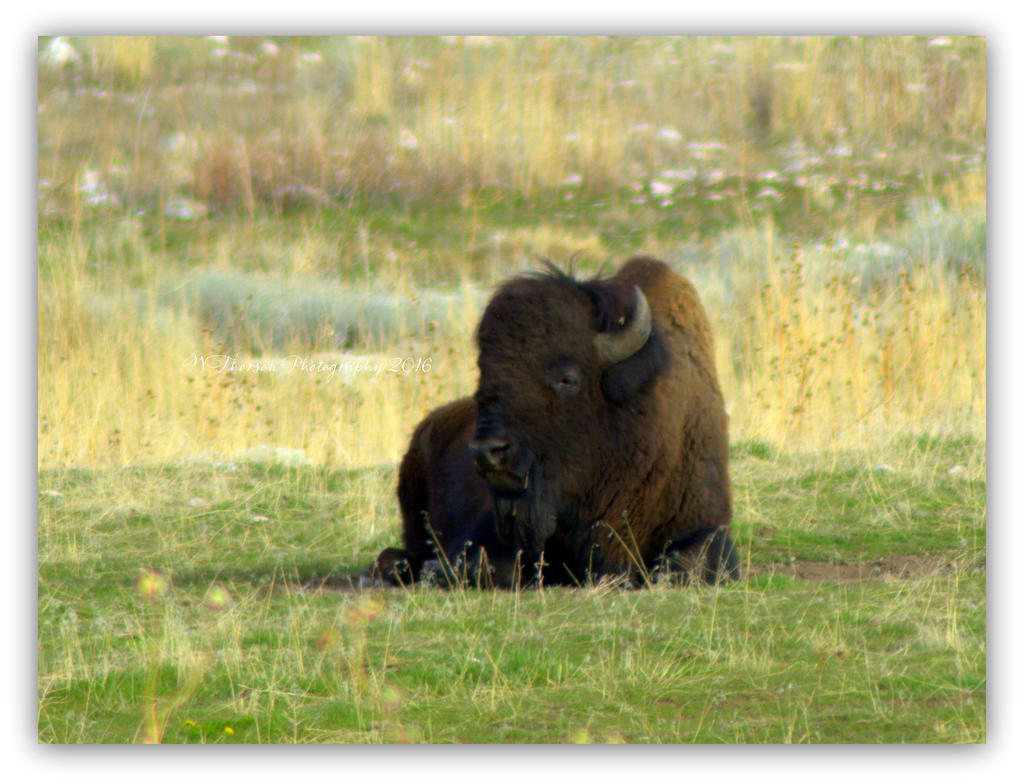Sleeping Buffalo on Antelope Island  3-20-2016.jpg