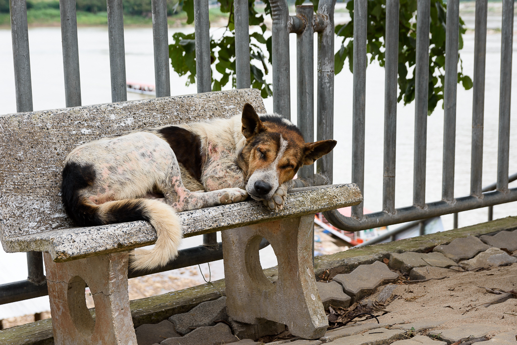 sleeping-dog-1.jpg