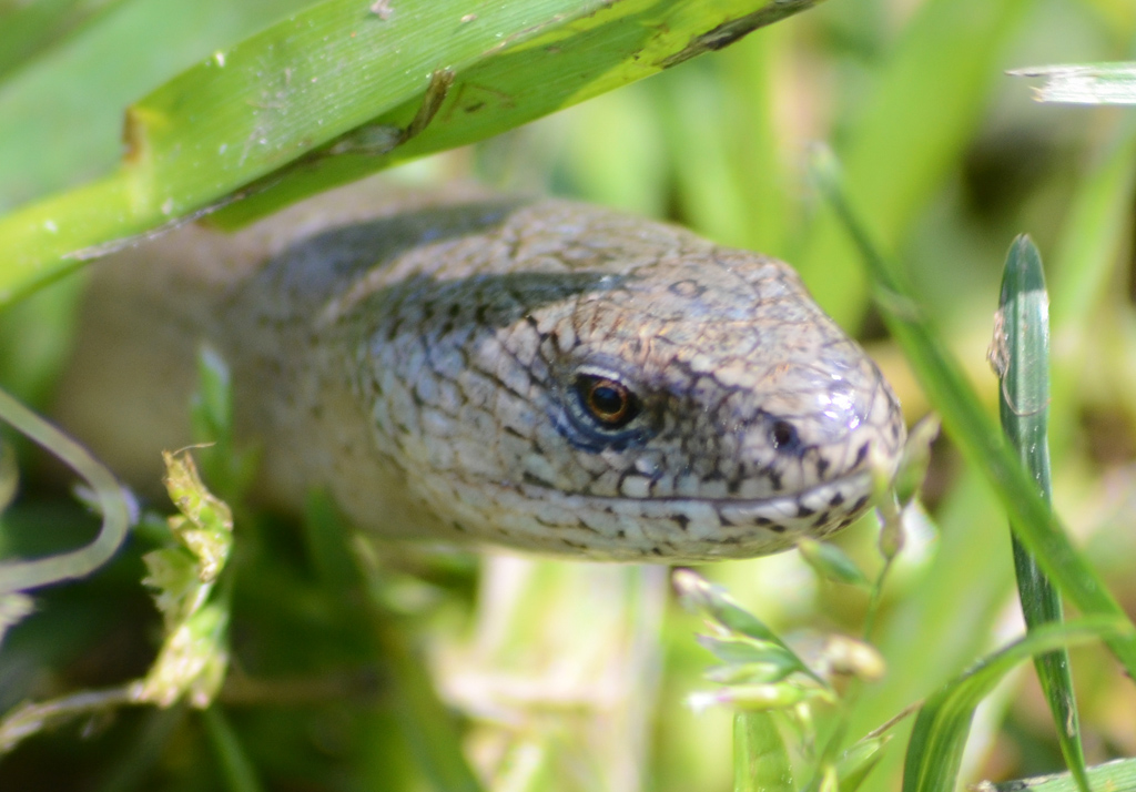 Slow Worm 2.jpg