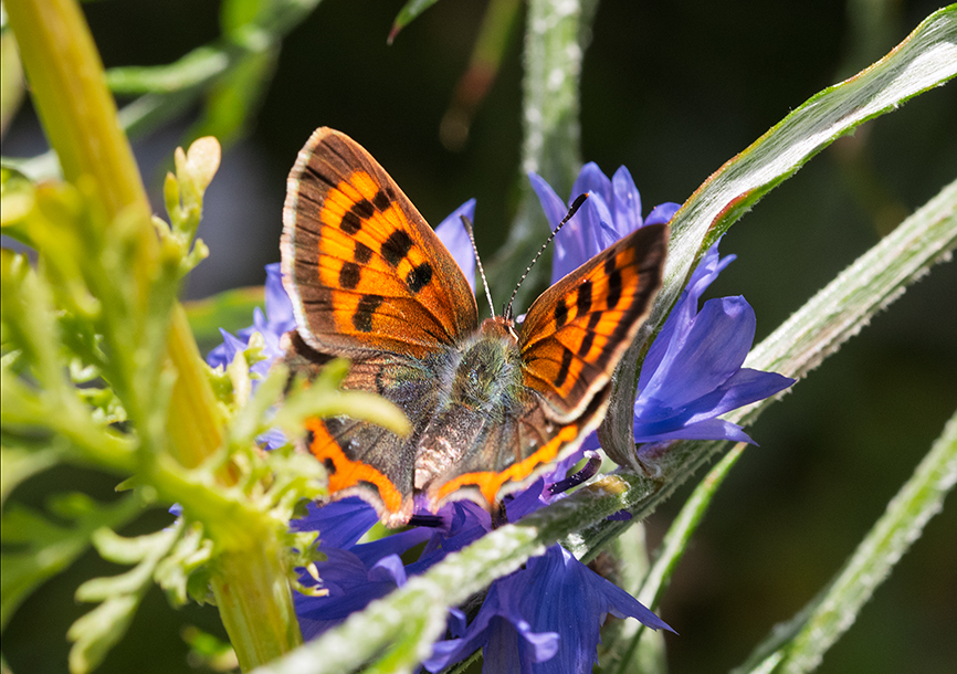 Small Copper.jpg