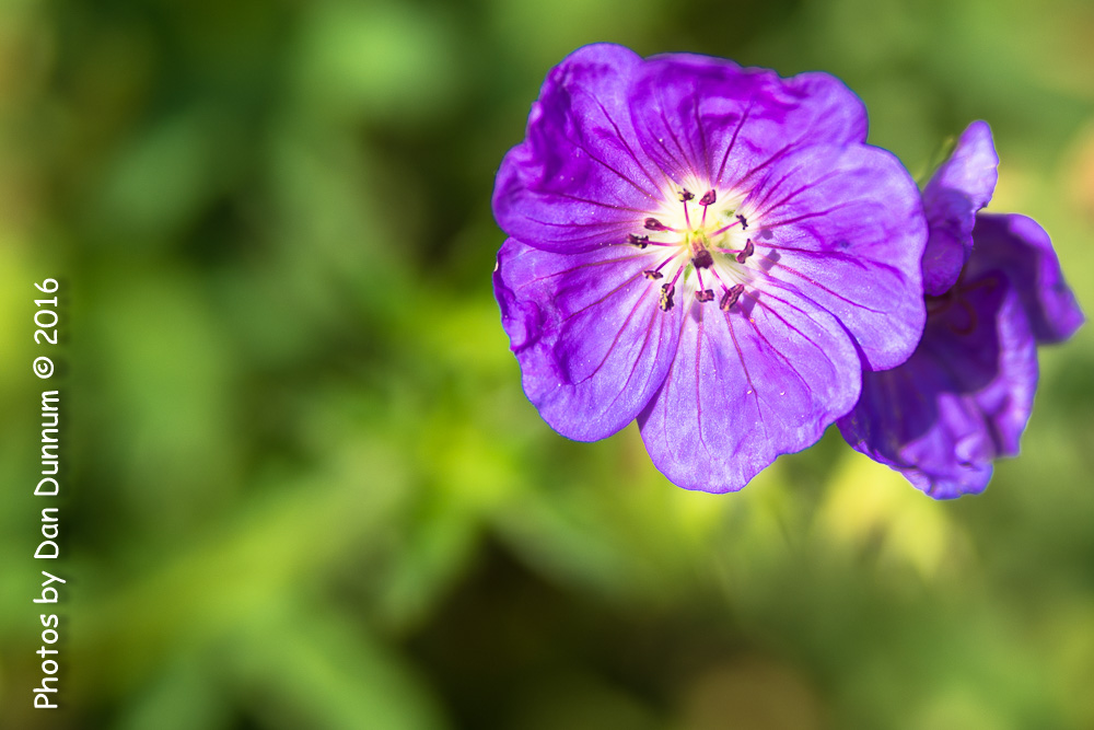 small flowers-9235.jpg