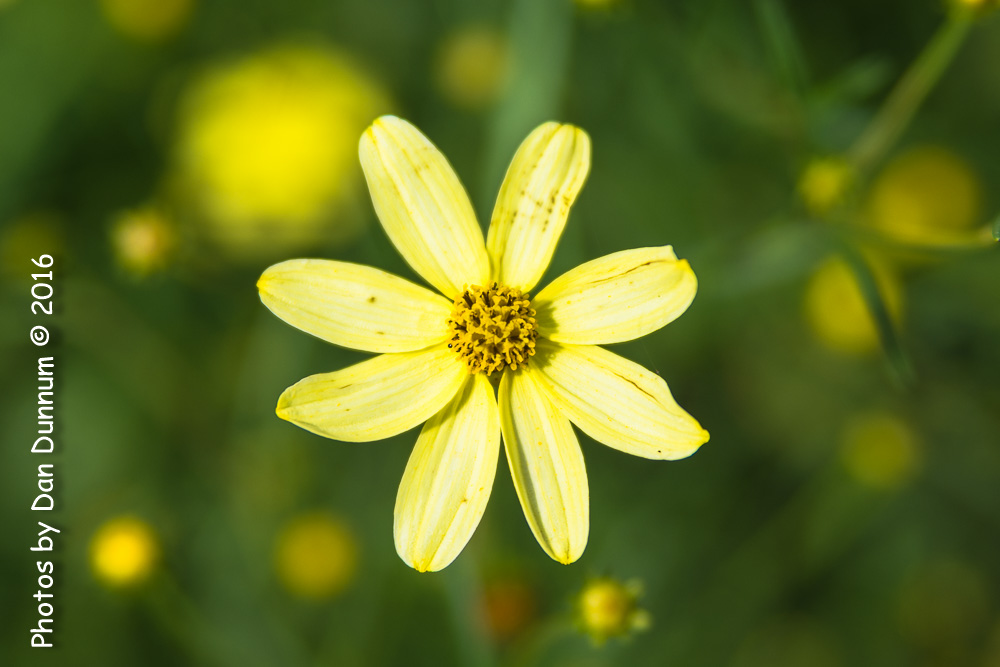 small flowers-9239.jpg