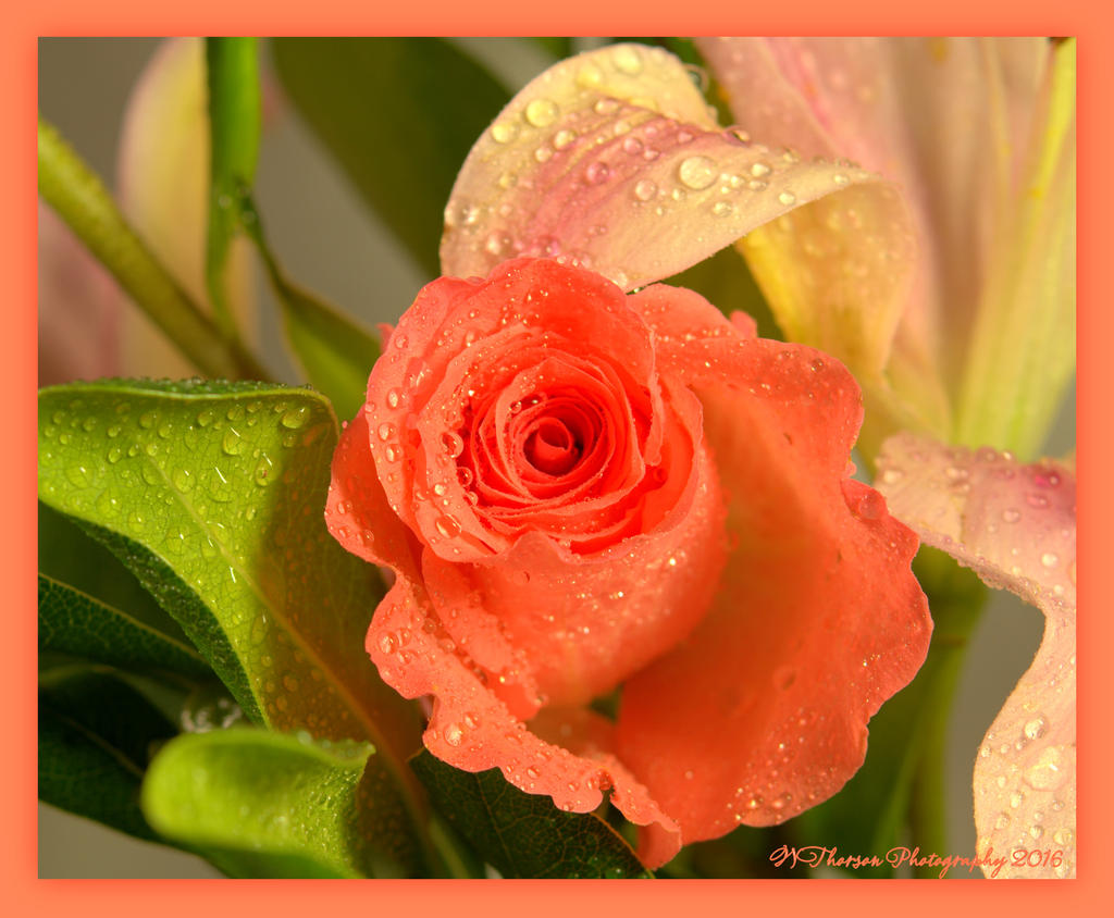 Small Peach Rose 2-14-2016.jpg