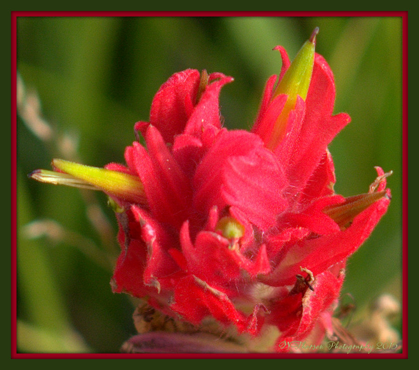 Small Red Flower 8-8-15.jpg