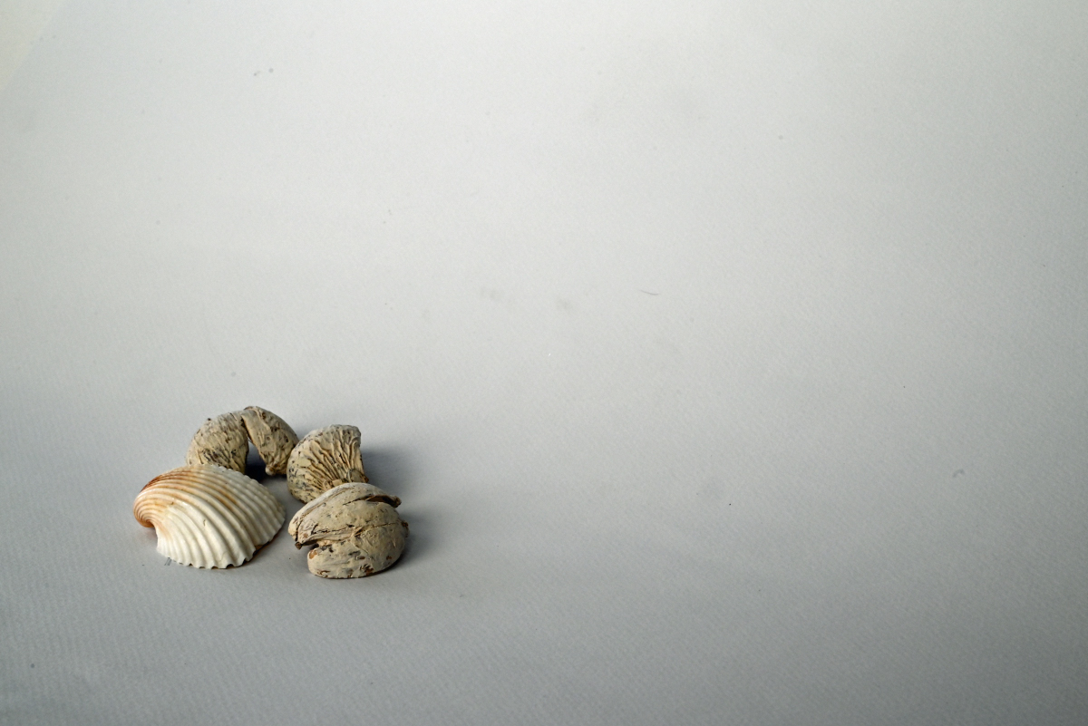 Small Shells_0006.JPG