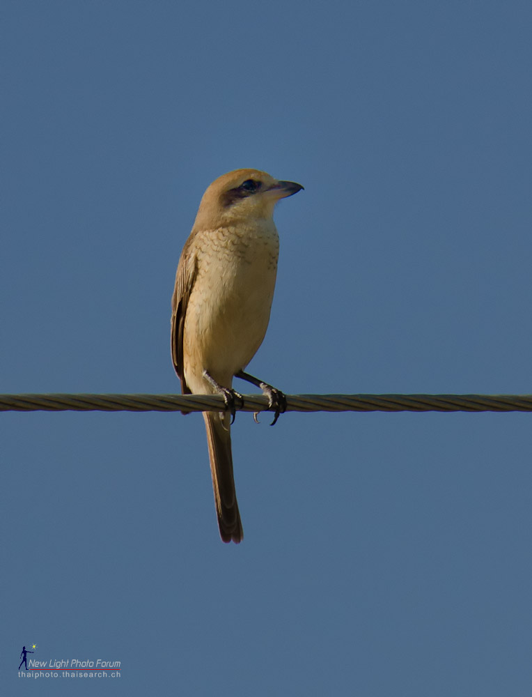 smallbird.jpg
