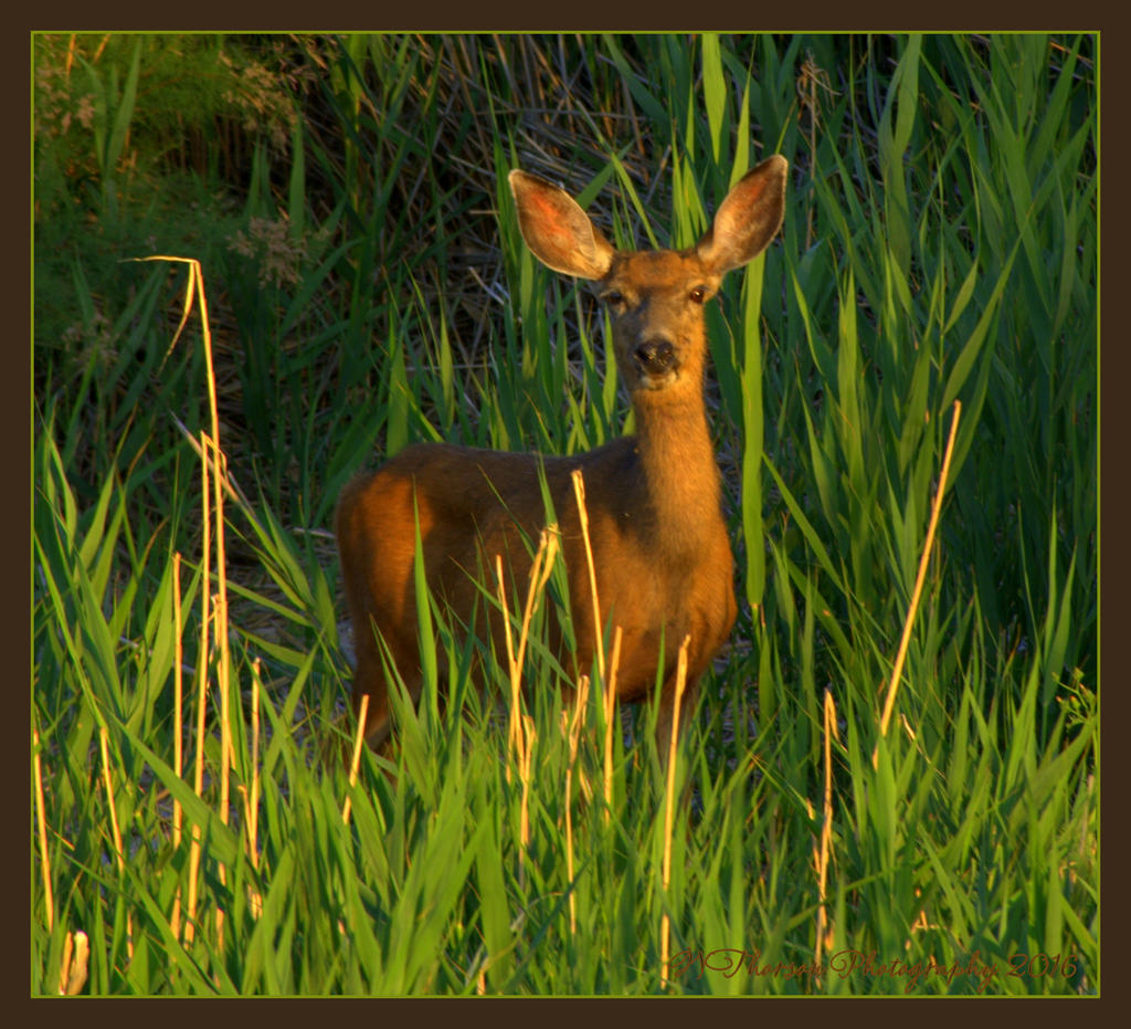 Smiling Doe 6-22-2016.jpg