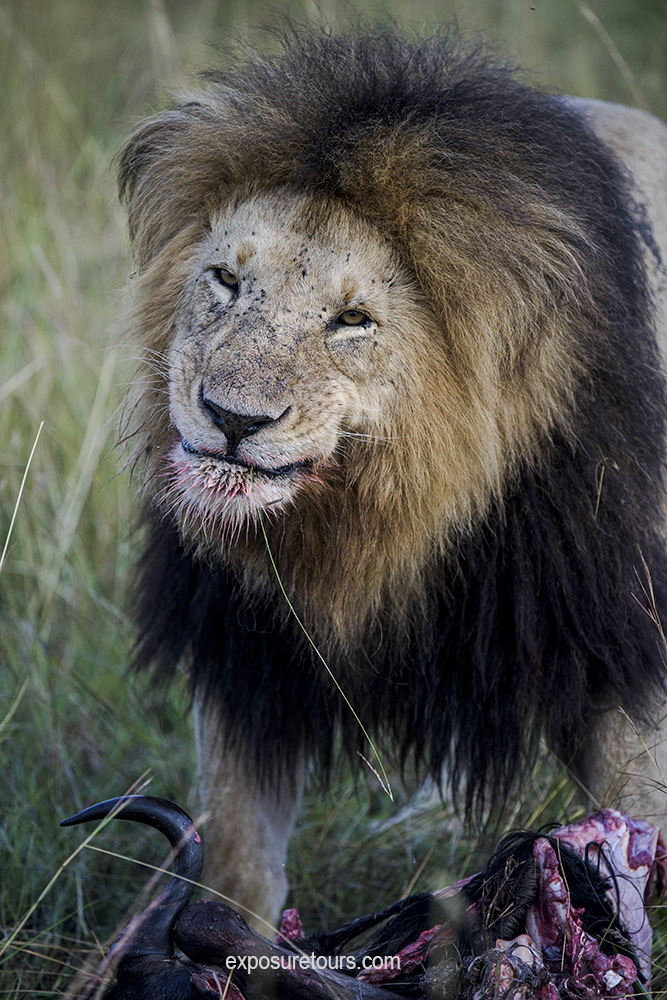 smiling lion photo safari.jpg