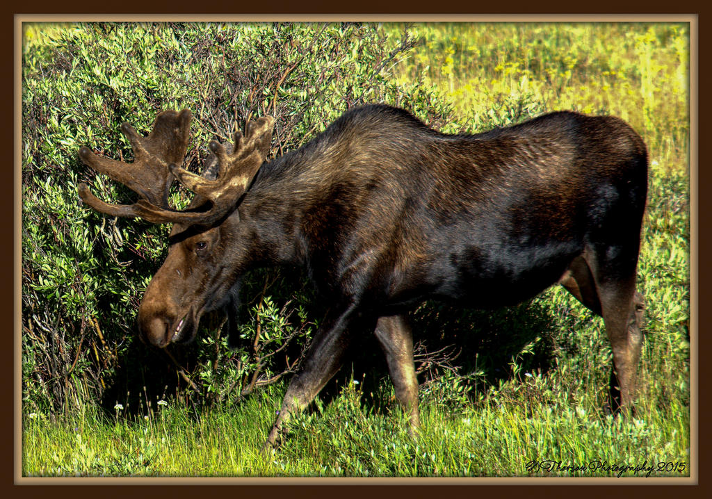 Smiling Moose 8-8-15.jpg