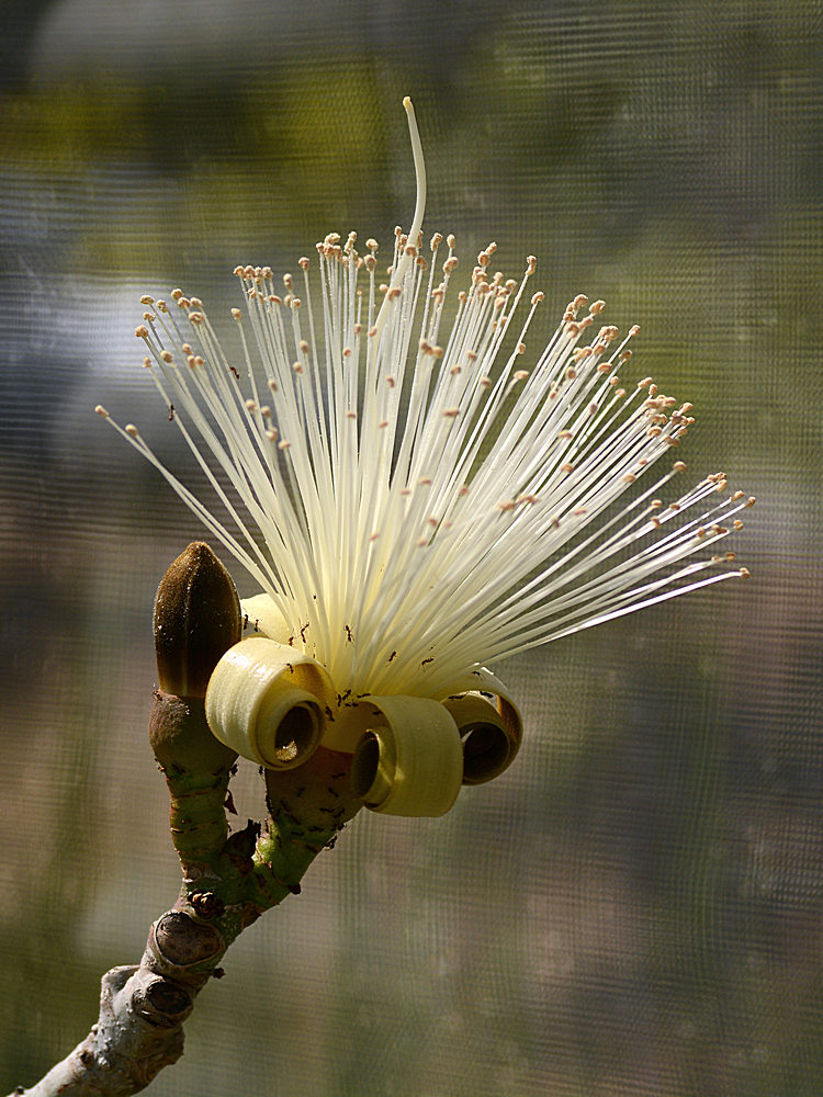SmokeBush.jpg