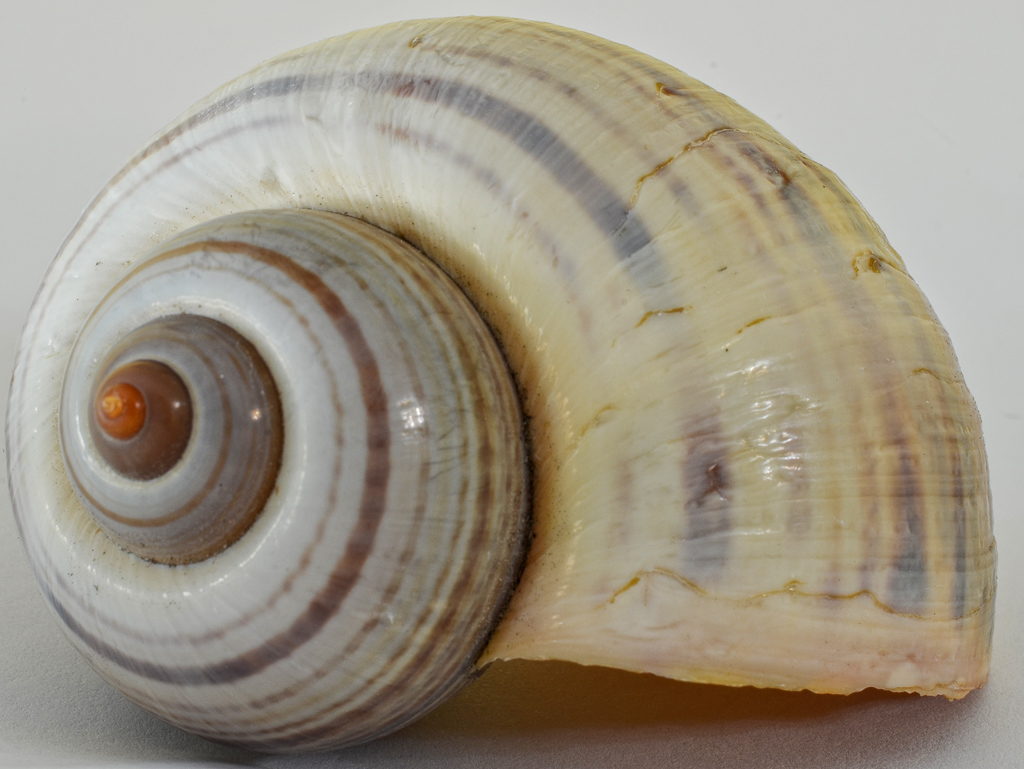 snail-1.jpg