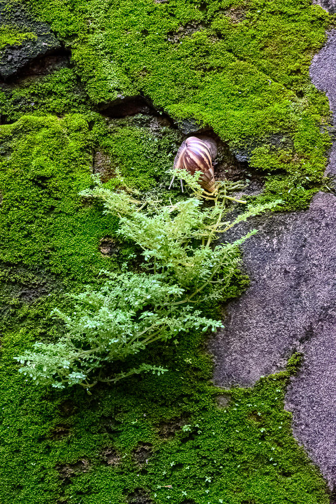 snail-1.jpg