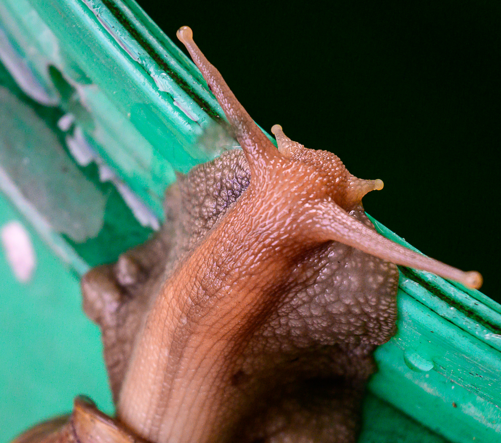 snail-1.jpg