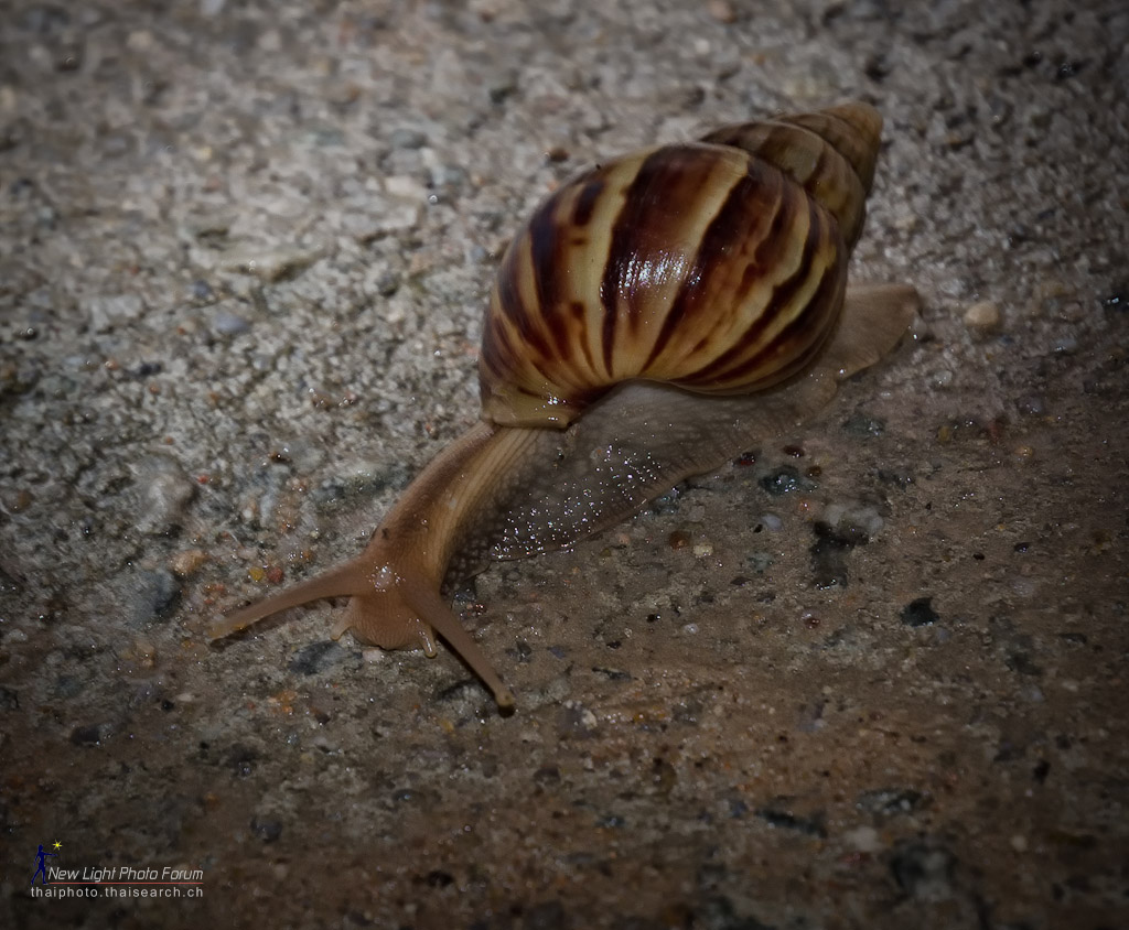 snail-1.jpg