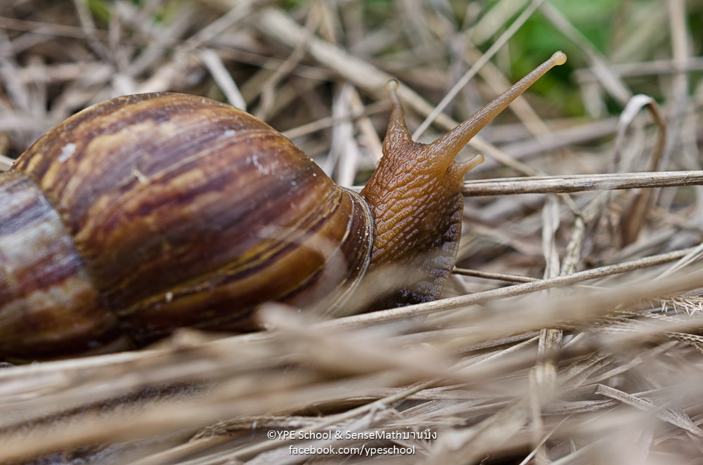 snail-1.jpg