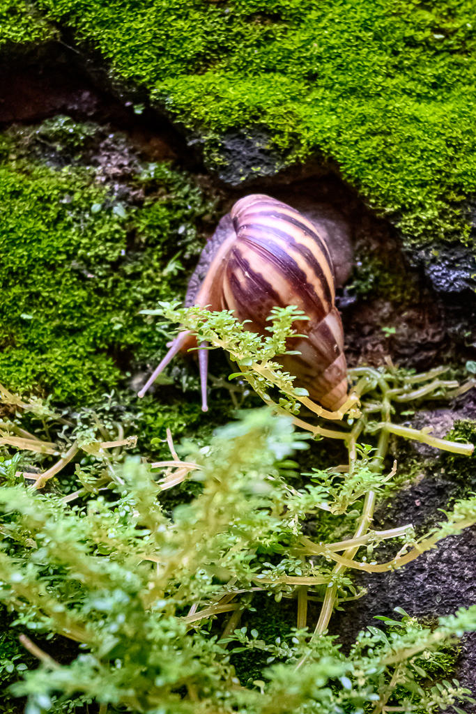 snail-2.jpg
