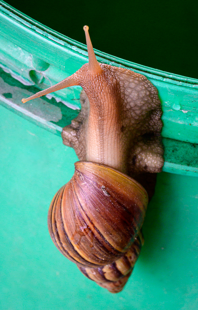 snail-2.jpg