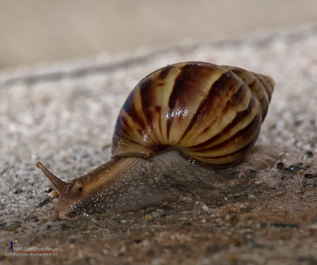 snail-2.jpg