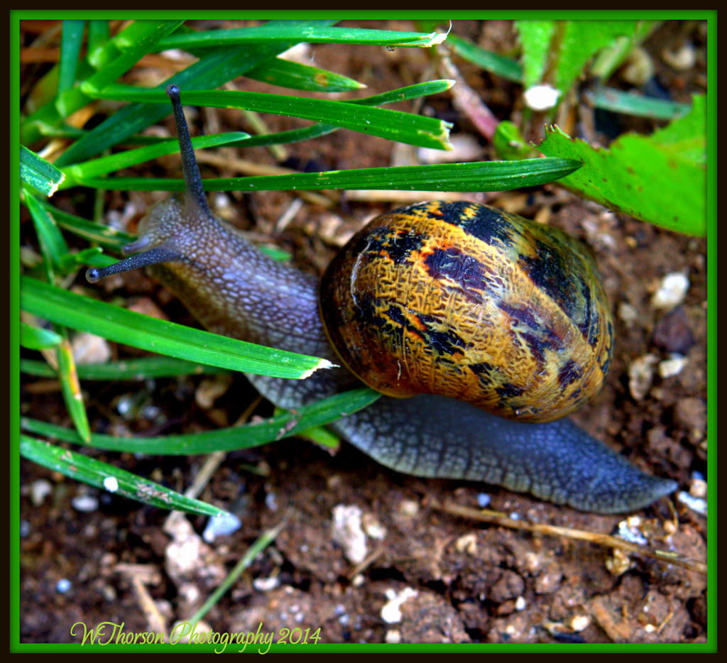 Snail 2.jpg